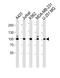 Zinc Finger Protein 175 antibody, A10816, Boster Biological Technology, Western Blot image 