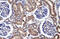 Fatty Acid Binding Protein 3 antibody, 27-959, ProSci, Western Blot image 