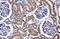 MDGI antibody, 27-959, ProSci, Western Blot image 