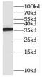 ORAI Calcium Release-Activated Calcium Modulator 2 antibody, FNab06003, FineTest, Western Blot image 
