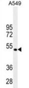 Transforming Growth Factor Beta 2 antibody, abx025258, Abbexa, Western Blot image 