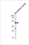 Homeobox C10 antibody, LS-C164409, Lifespan Biosciences, Western Blot image 