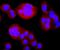 Thymidine Kinase 1 antibody, NBP2-67199, Novus Biologicals, Immunocytochemistry image 