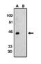Death Associated Protein Kinase 3 antibody, orb108729, Biorbyt, Western Blot image 