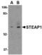STEAP Family Member 1 antibody, AHP1438, Bio-Rad (formerly AbD Serotec) , Western Blot image 