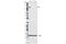 Piwi Like RNA-Mediated Gene Silencing 2 antibody, 2071S, Cell Signaling Technology, Western Blot image 