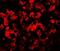 Transmembrane Protein 135 antibody, NBP2-81869, Novus Biologicals, Immunofluorescence image 