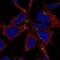 Nescient helix loop helix 1 antibody, NBP2-13655, Novus Biologicals, Immunofluorescence image 