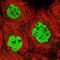 X-Ray Repair Cross Complementing 4 antibody, NBP2-58261, Novus Biologicals, Immunocytochemistry image 