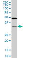 TARBP2 Subunit Of RISC Loading Complex antibody, LS-B6386, Lifespan Biosciences, Western Blot image 