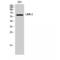 LIM Domain Kinase 2 antibody, LS-C384344, Lifespan Biosciences, Western Blot image 