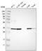 Transmembrane Protein 51 antibody, NBP1-88326, Novus Biologicals, Western Blot image 