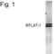 Kruppel Like Factor 13 antibody, PA1-4117, Invitrogen Antibodies, Western Blot image 