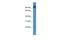 Mitochondrial Ribosomal Protein L49 antibody, PA5-45058, Invitrogen Antibodies, Western Blot image 