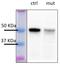 Suppressor Of Variegation 3-9 Homolog 1 antibody, 702443, Invitrogen Antibodies, Western Blot image 