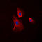 Histamine Receptor H2 antibody, LS-B15875, Lifespan Biosciences, Immunofluorescence image 