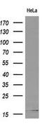 Cystatin S antibody, MA5-25828, Invitrogen Antibodies, Western Blot image 