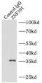 Zinc Finger Protein 391 antibody, FNab09693, FineTest, Immunoprecipitation image 