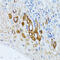 Proline And Serine Rich Coiled-Coil 1 antibody, LS-C334083, Lifespan Biosciences, Immunohistochemistry paraffin image 