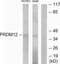 PR/SET Domain 12 antibody, abx013795, Abbexa, Western Blot image 