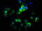 Integrin Subunit Alpha 2 antibody, LS-C375993, Lifespan Biosciences, Immunofluorescence image 