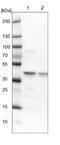 Enoyl-CoA Hydratase 1 antibody, NBP1-83215, Novus Biologicals, Western Blot image 