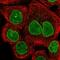 Nucleoporin 153 antibody, PA5-55721, Invitrogen Antibodies, Immunofluorescence image 