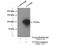 Cyclin And CBS Domain Divalent Metal Cation Transport Mediator 4 antibody, 14066-1-AP, Proteintech Group, Immunoprecipitation image 