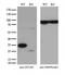 OTU Deubiquitinase, Ubiquitin Aldehyde Binding 1 antibody, M04361, Boster Biological Technology, Western Blot image 