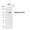 Phospholipase C Gamma 1 antibody, MAB7454, R&D Systems, Western Blot image 