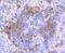 CD9 Molecule antibody, NBP2-67310, Novus Biologicals, Immunohistochemistry paraffin image 