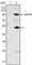 Colony Stimulating Factor 1 antibody, abx010604, Abbexa, Western Blot image 