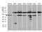 Autophagy Related 4B Cysteine Peptidase antibody, M02885-1, Boster Biological Technology, Western Blot image 