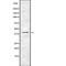 G-protein coupled receptor homolog U12 antibody, PA5-67774, Invitrogen Antibodies, Western Blot image 