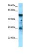 Cholecystokinin B Receptor antibody, orb331216, Biorbyt, Western Blot image 