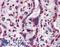 Activating Transcription Factor 6 antibody, LS-B2564, Lifespan Biosciences, Immunohistochemistry frozen image 