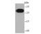 Chromobox protein homolog 7 antibody, A04742, Boster Biological Technology, Western Blot image 