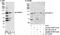 Poly(ADP-Ribose) Polymerase Family Member 10 antibody, NB100-2157, Novus Biologicals, Western Blot image 