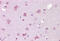 Transient Receptor Potential Cation Channel Subfamily M Member 7 antibody, MBS247015, MyBioSource, Immunohistochemistry frozen image 