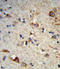 Exostosin Glycosyltransferase 2 antibody, LS-C167866, Lifespan Biosciences, Immunohistochemistry frozen image 