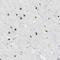 Zic Family Member 1 antibody, NBP1-86833, Novus Biologicals, Immunohistochemistry frozen image 