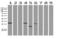 PYM Homolog 1, Exon Junction Complex Associated Factor antibody, LS-C796966, Lifespan Biosciences, Western Blot image 