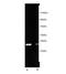 Proteasome 20S beta5i subunit antibody, BML-PW8845-0025, Enzo Life Sciences, Western Blot image 