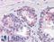 Phosphodiesterase 11A antibody, LS-B2676, Lifespan Biosciences, Immunohistochemistry frozen image 