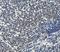 Aryl Hydrocarbon Receptor antibody, A00225-4, Boster Biological Technology, Immunohistochemistry frozen image 