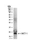 Malignant T cell-amplified sequence 1 antibody, NB500-128, Novus Biologicals, Western Blot image 