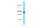 Signal Peptidase Complex Subunit 2 antibody, PA5-70912, Invitrogen Antibodies, Western Blot image 