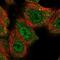 CCR4-NOT Transcription Complex Subunit 10 antibody, NBP2-58959, Novus Biologicals, Immunofluorescence image 