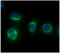 Calpain Small Subunit 1 antibody, GTX57626, GeneTex, Immunocytochemistry image 