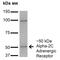 Adrenoceptor Alpha 2C antibody, MA5-27724, Invitrogen Antibodies, Western Blot image 